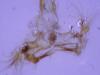 Nycteola sp.